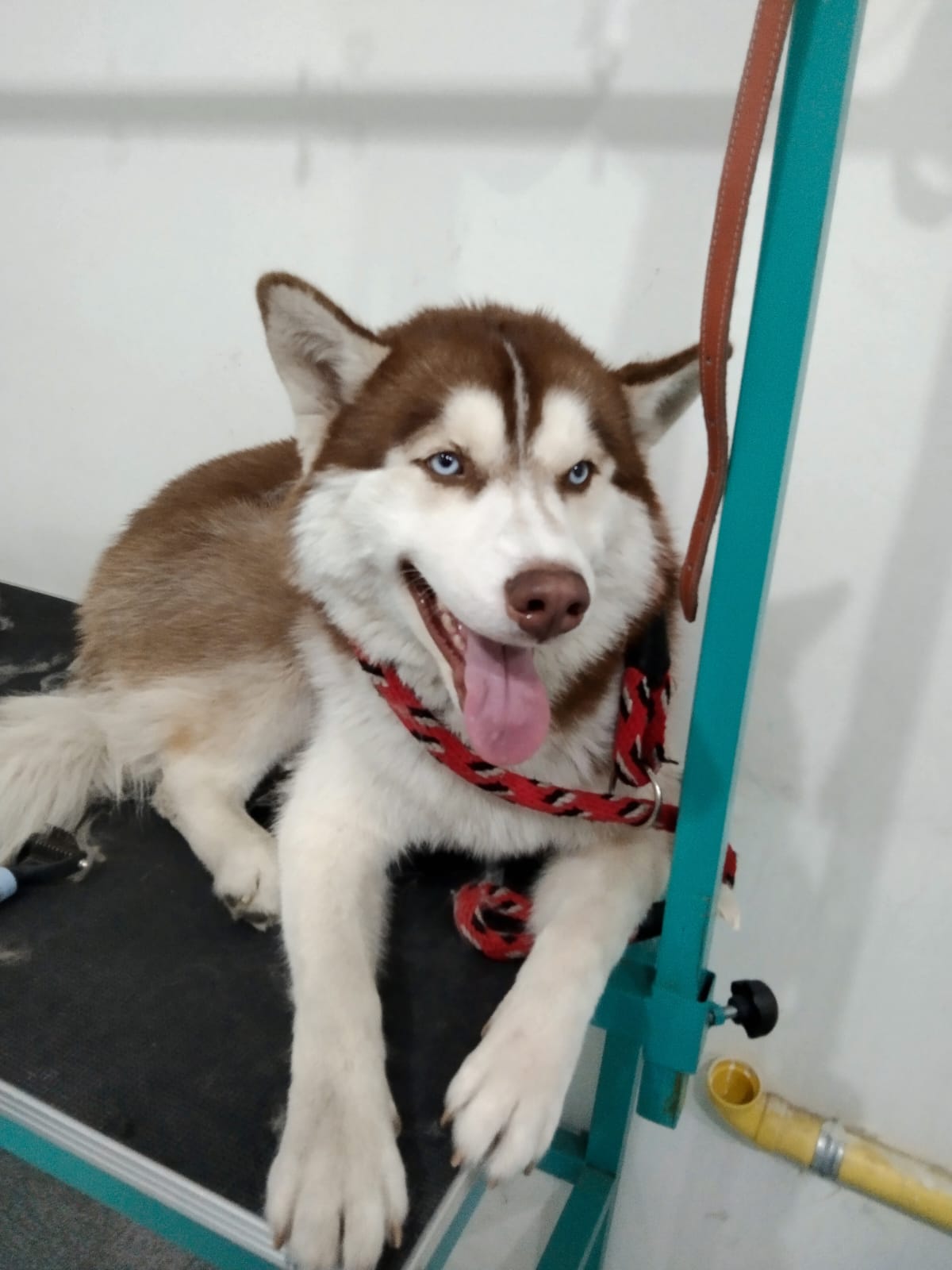 bafc5d8c-bbb8-45dc-970c-951b540ab12e